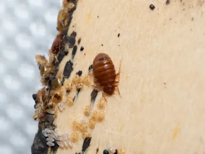 bed bugs on a mattress