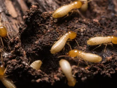 termites