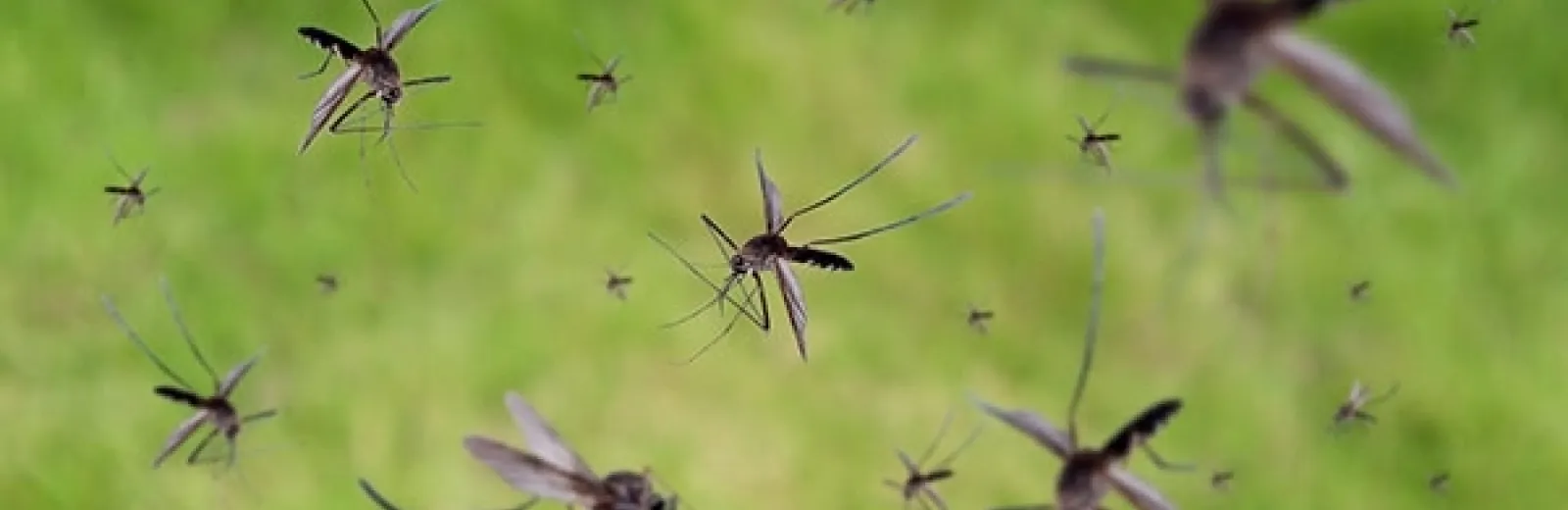swarm of mosquitoes