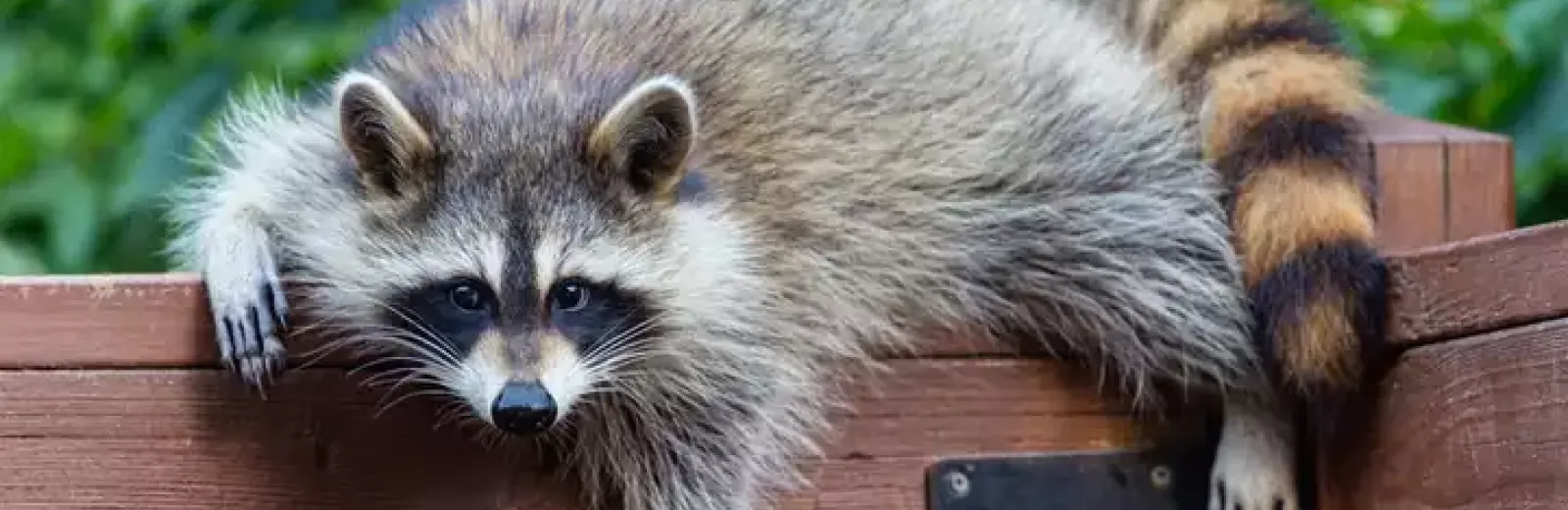 racoon_copy