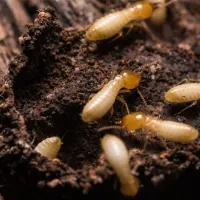 termites