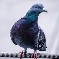 birds