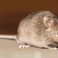 mouse