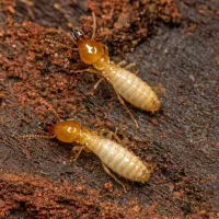 termites