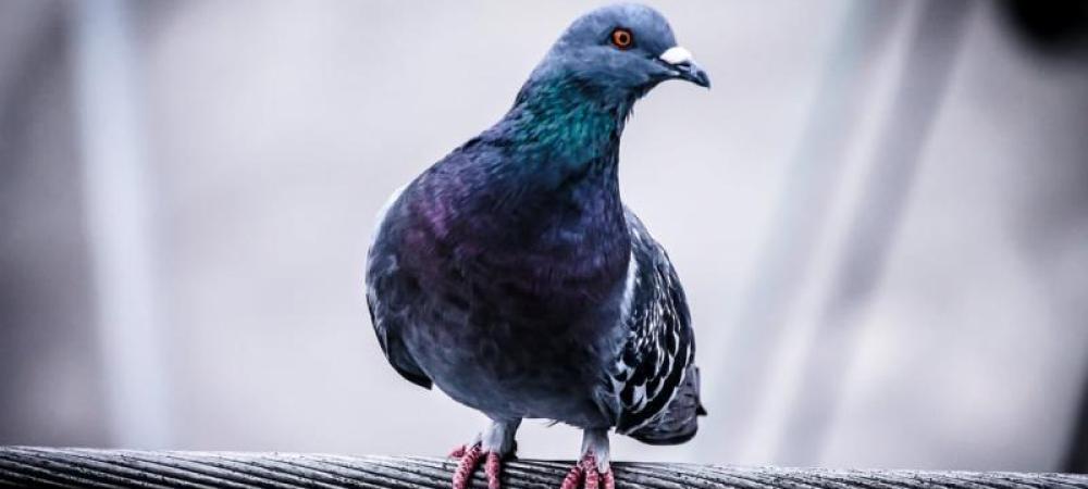 birds