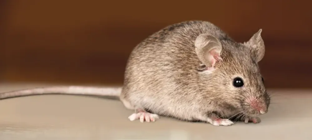 mouse