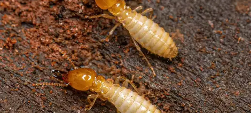termites