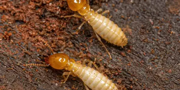 termites