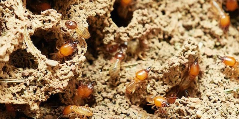 Termites in the foundation of a home.