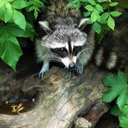 Raccoon on a branch in a bush. 