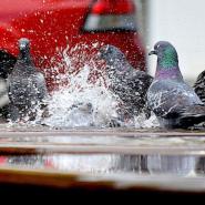 Pigeons sitting in a puddle next to a car.
