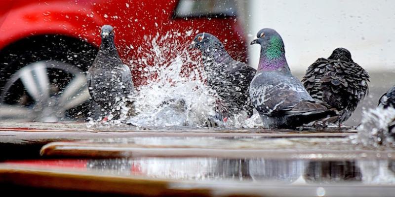 Pigeons sitting in a puddle next to a car.